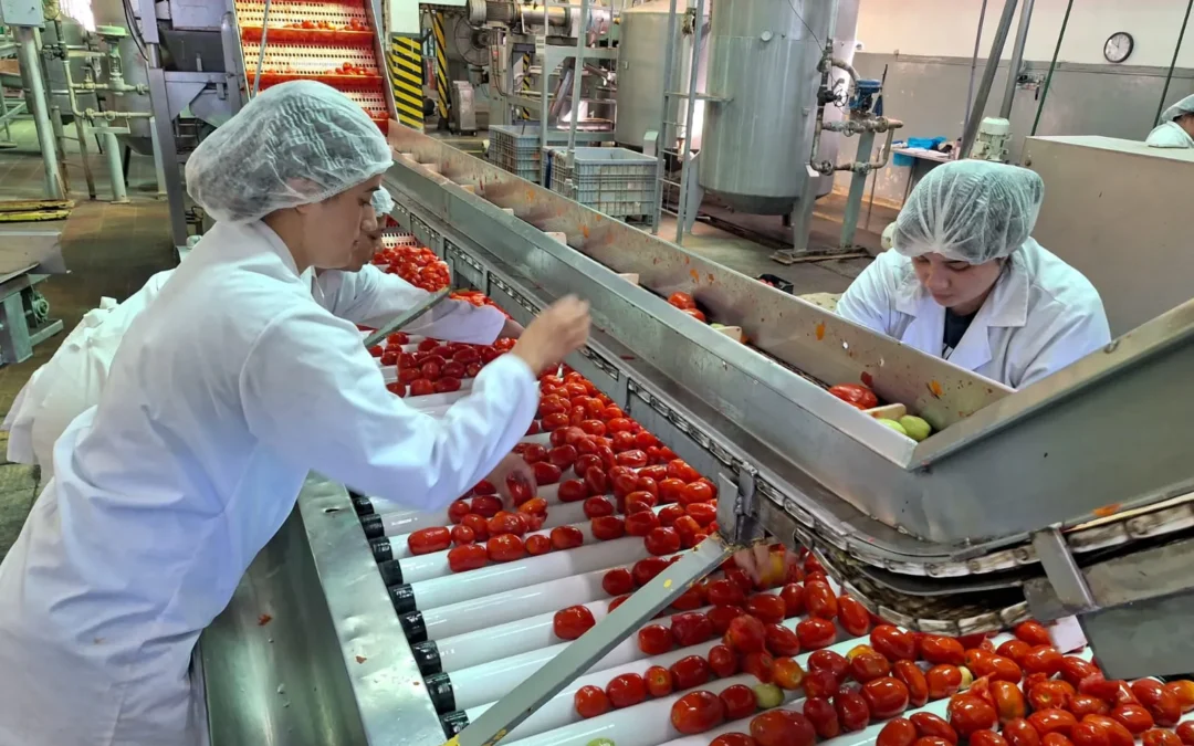 Agroandina inició temporada 2025 procesando 800 mil kilos de tomate por día en Chilecito