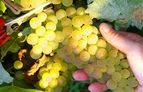 Productores enfrentan la temporada de cosecha con optimismo: comentaron que acordaron precio base de la gamela, y destacaron el aumento de trabajadores locales