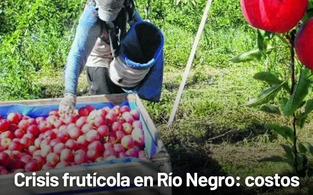 Crisis frutihortícola en Rio Negro: costos de cosecha exceden pagos de exportadoras, amenazando con desperdiciar millones de kilos de peras y manzanas