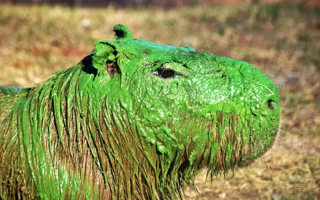 Entre Ríos: aparecieron carpinchos teñidos de verde. Explicaron que se trata de una superpoblación de cianobacterias en el agua, organismos que contienen clorofila y producen ese color conocido como «verdín»