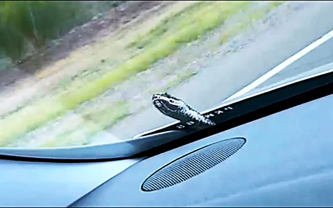 Bomberos de Chilecito y Nonogasta, junto a trabajadores de un lubricentro lograron sacar una víbora que se metió bajo el capot de un automóvil. Indicaron que se trató de una víbora conejera, que luego fue devuelta a su hábitat