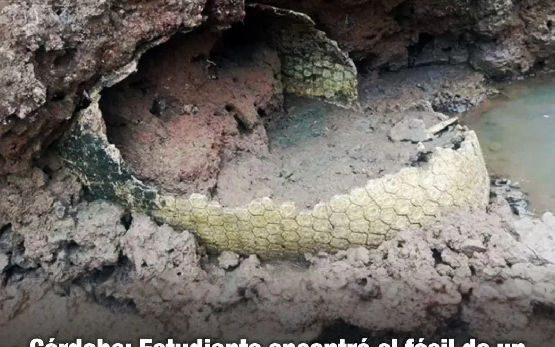 Córdoba: Estudiante encontró el fósil de un gliptodonte, mamifero sudamericano de 129.000 años