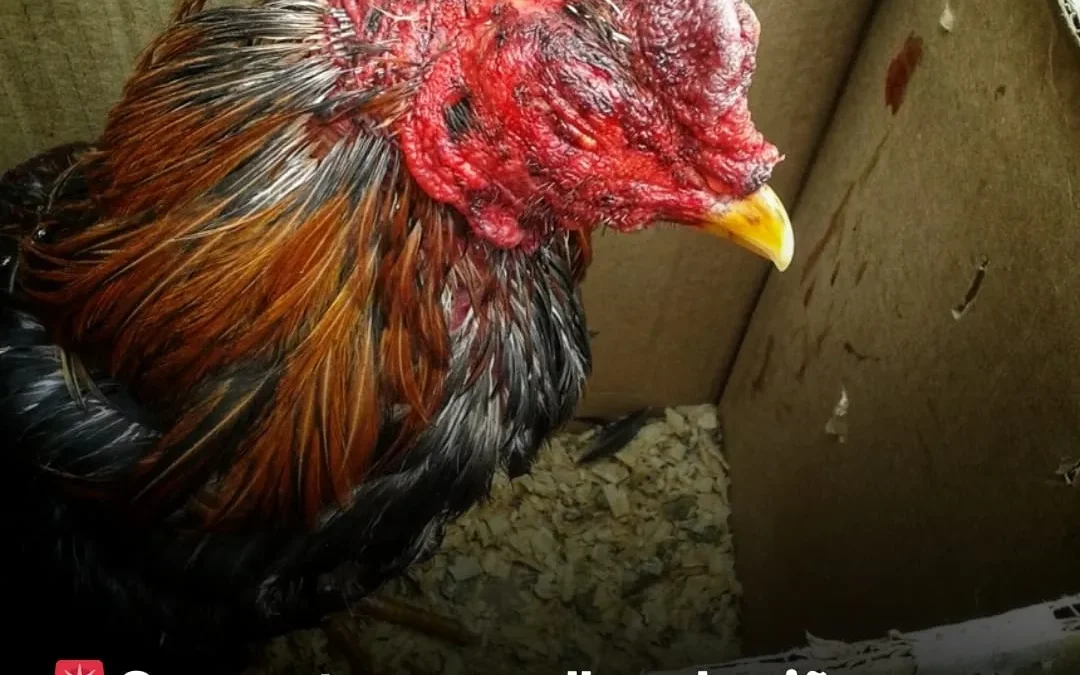 Secuestraron gallos de riña en un camión detenido en la ruta 74