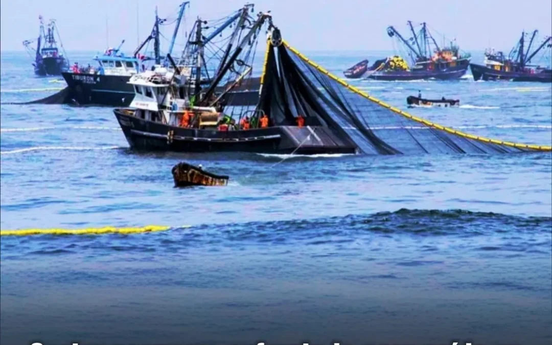 Sector pesquero enfrenta la peor caída en 40 años