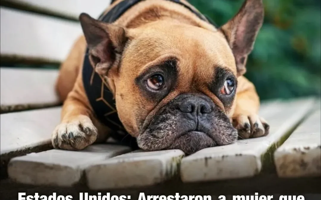 Estados Unidos: arrestaron a una mujer que mató a su perro en el aeropuerto de Orlando tras no poder embarcar