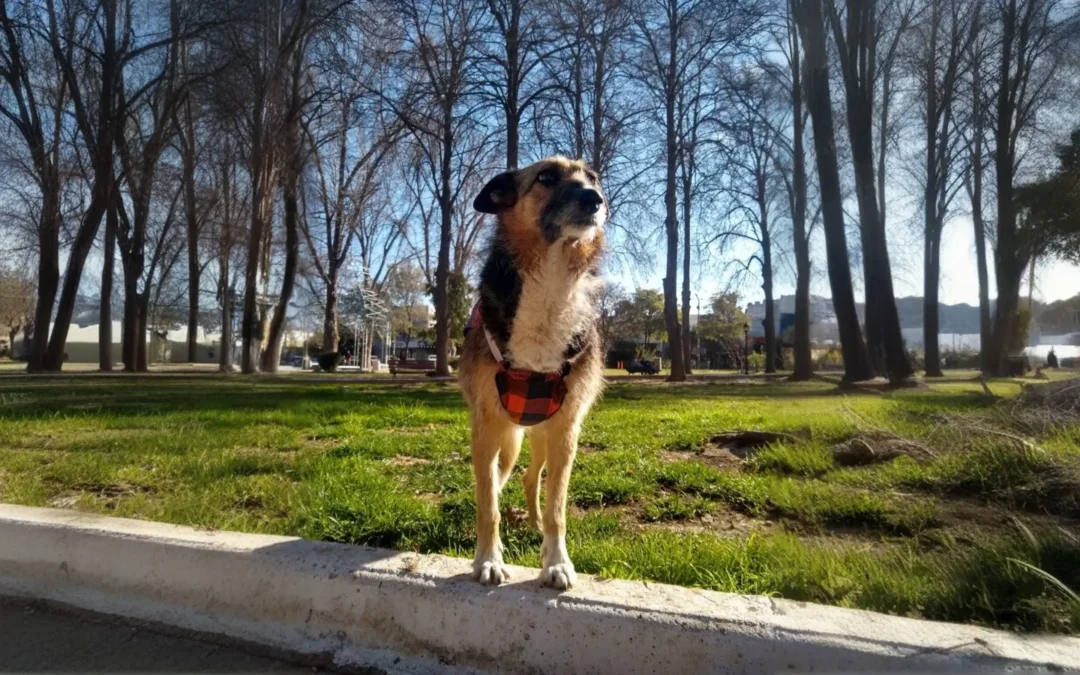 Realizarán una estatua en memoria de la perra «Chaya», en Plaza principal. Será inaugurada el 29 de abril, día del animal
