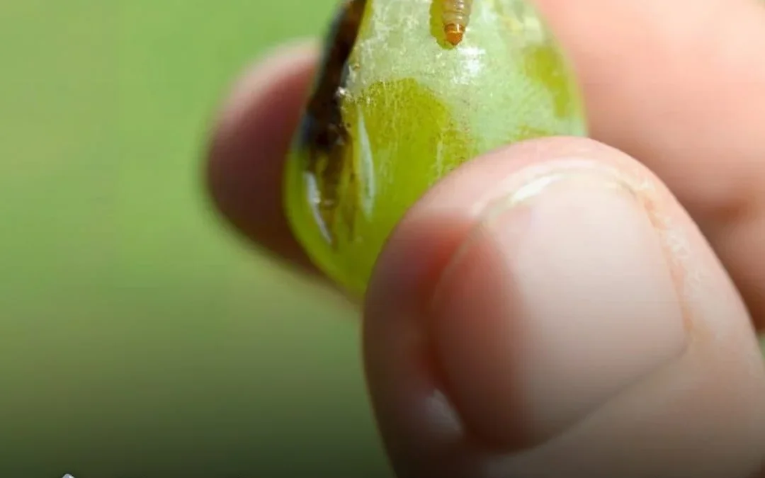 Científicos del INTA aplican silenciamiento génico para combatir plaga que destruye hasta el 60% de la producción vitivinícola
