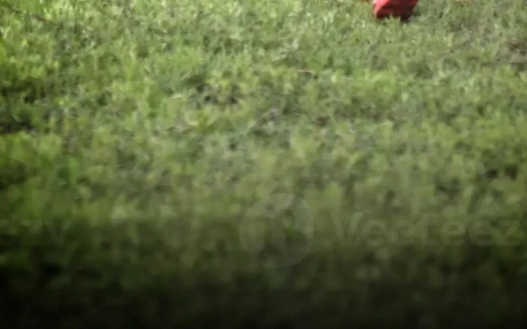 Murió un niño de 10 años mientras jugaba en un campo en Nonogasta