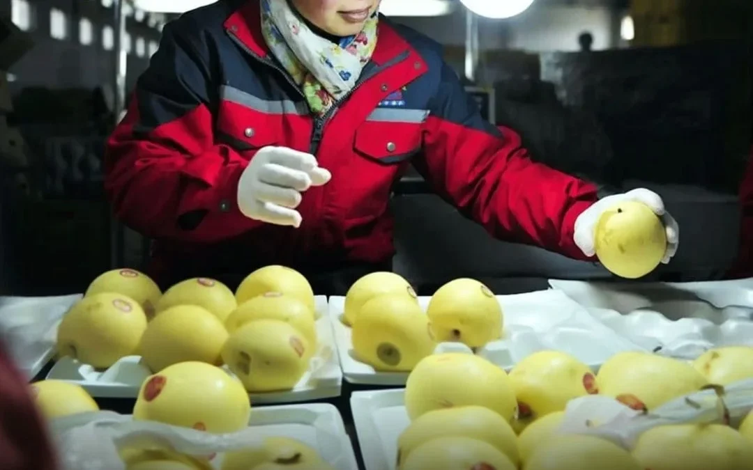 China comenzó a exportar peras a nuestro país