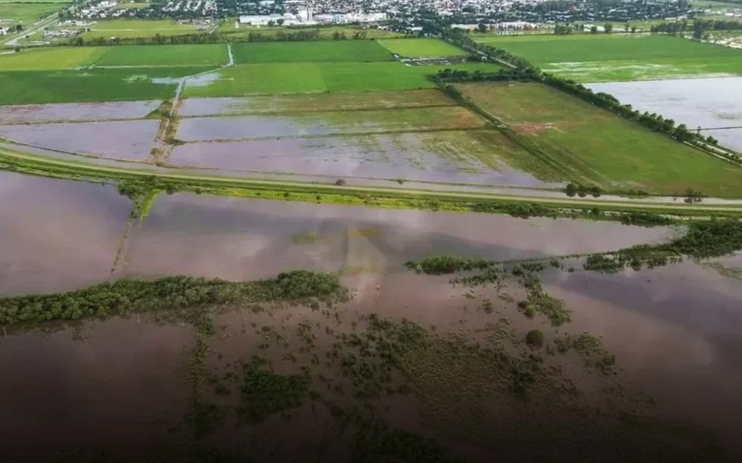Emergencia agropecuaria en Buenos Aires: Las inundaciones paralizan la cosecha de soja