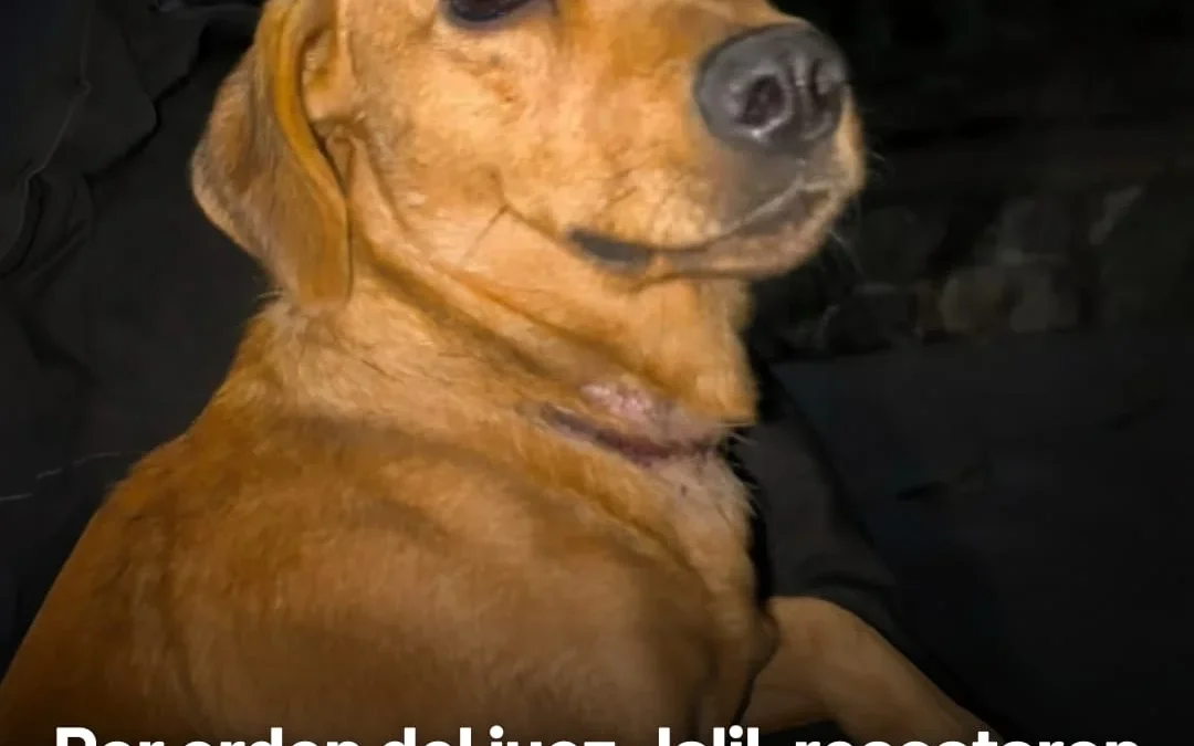 Por orden del Juez Jalil, rescataron a un perro herido por maltrato en barrio Puquial y lo entregaron a proteccionistas