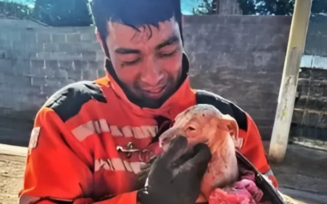 Bomberos Voluntarios rescataron un cachorro que cayó en el pozo negro de una vivienda de Malligasta