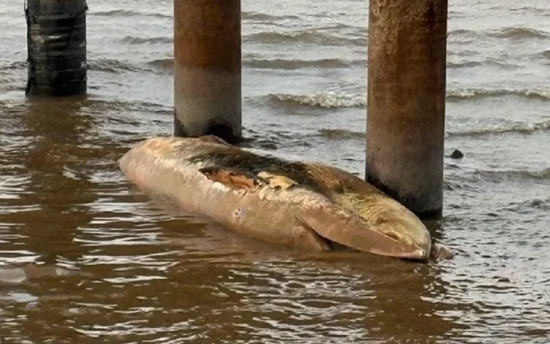 Buenos Aires: encontraron una ballena muerta en la costanera del Río de la Plata. Es la segunda en la semana