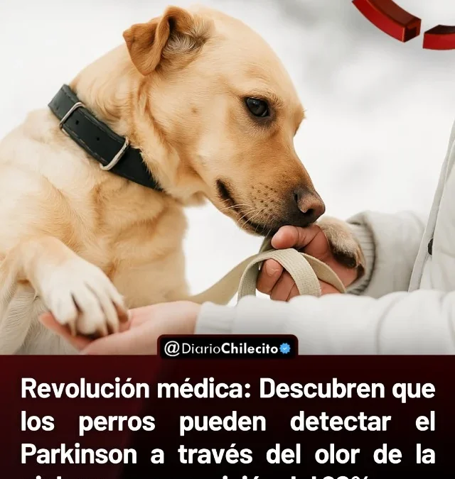 Revolución médica: descubren que los perros pueden detectar el Parkinson a través del olor de la piel