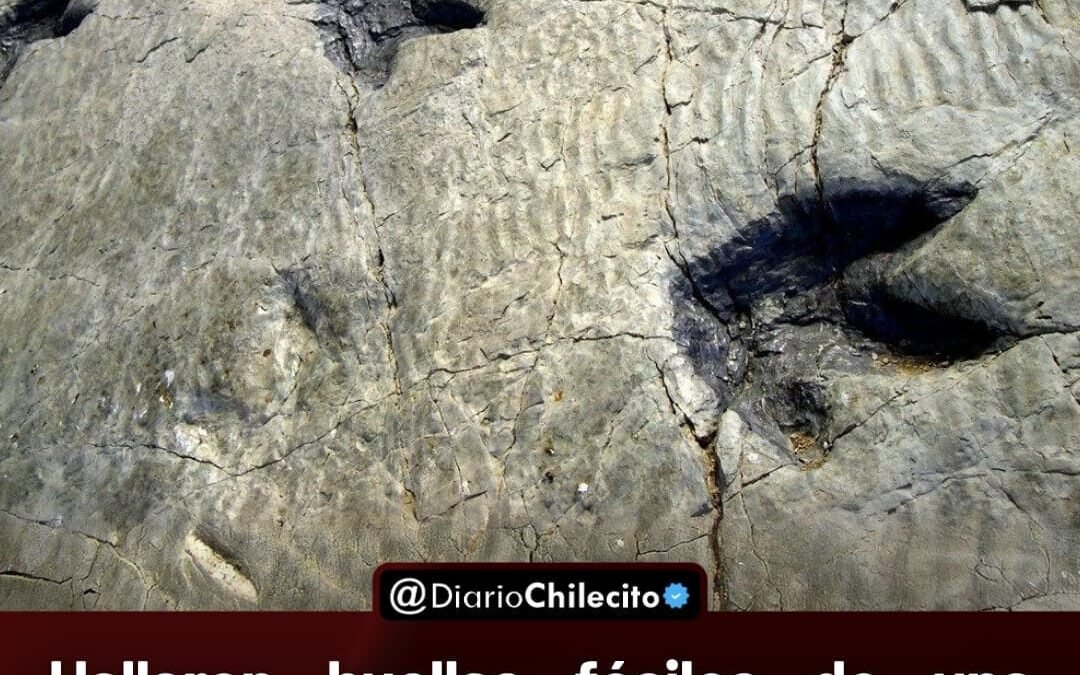 Hallaron huellas fósiles de una manada de mamíferos extinta en La Rioja; vivieron hace diez millones de años