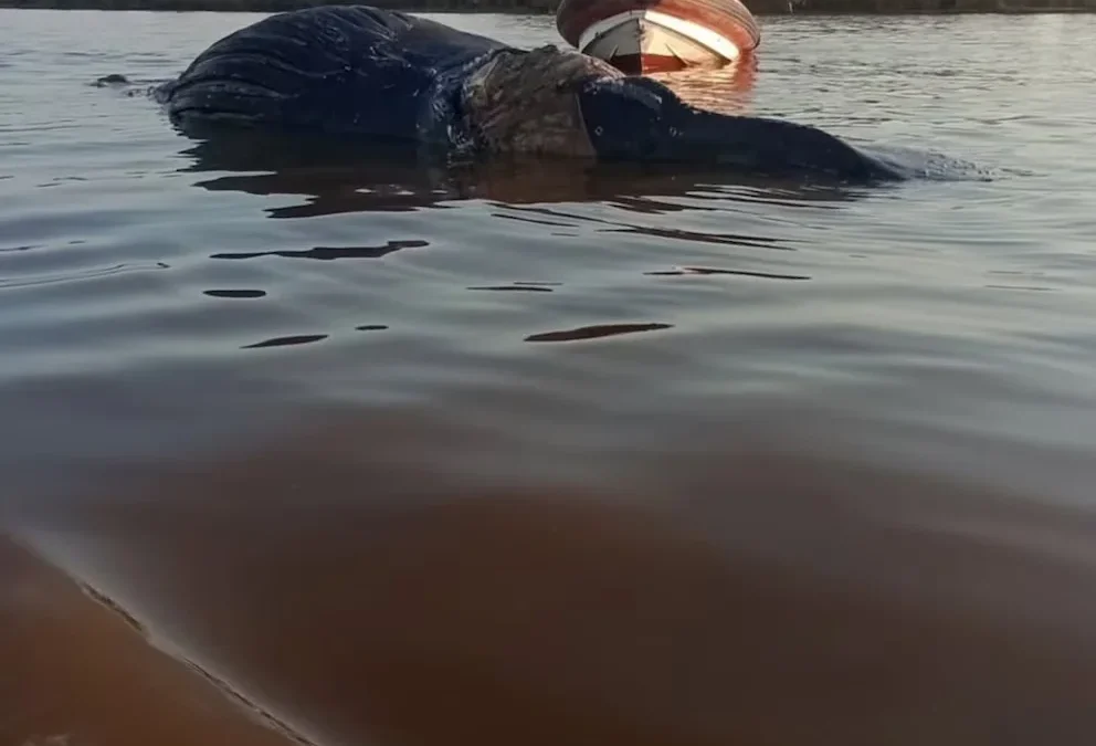 Buenos Aires: Nuevamente una ballena fue hallada sin vida en aguas del río Paraná, frente a la localidad de Zárate