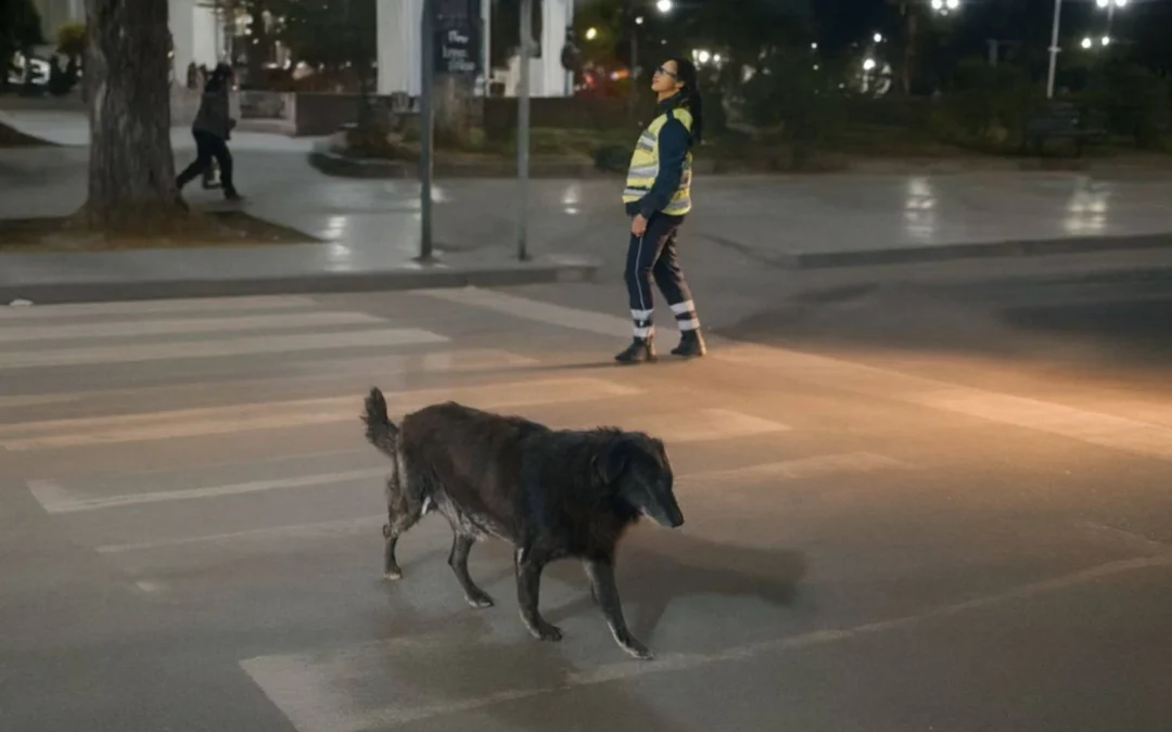 En Cerrillos, Salta, una policía detuvo el tránsito para que la perrita “La Negra” cruzara la calle segura