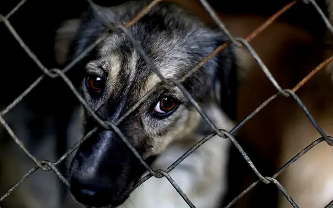 Asociación San Roque formará comisión para impulsar Ley nacional contra maltrato animal