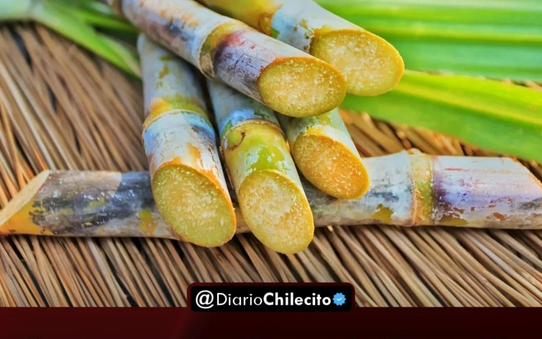 Productores cañeros de Tucumán advirtieron que la sequía, el alza de costos y el bajo precio del azúcar ponen en riesgo su futuro