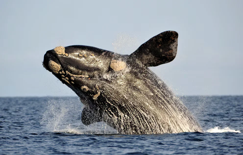 Récord en la Patagonia: avistaron 2.110 ballenas francas australes frente a la costa argentina, la mayor cifra registrada en la temporada