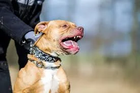 Brasil: Un Pitbull atacó a dos mujeres y a sus hijas de 2 y 3 años mientras esperaban el colectivo