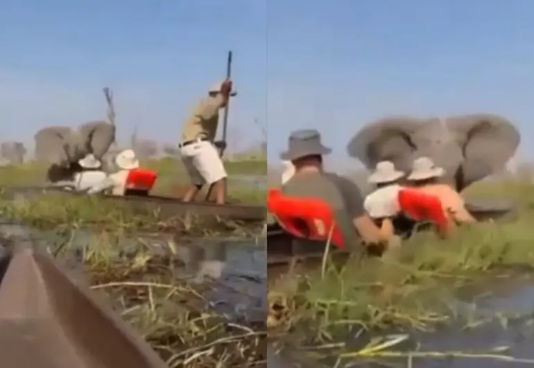 Un elefante africano atacó a turistas y guías en un safari en Botsuana, no hubo heridos por el hecho