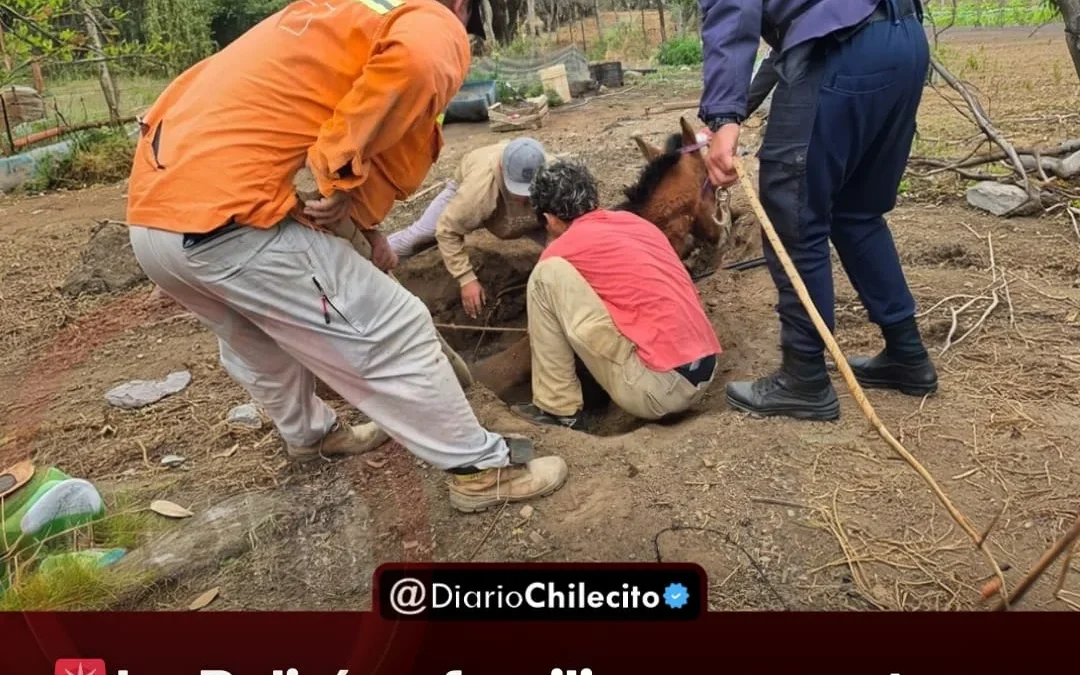 La Policía y familiares rescataron a un caballo que cayó en un pozo negro en Anguinán y salió sin lesiones tras el operativo