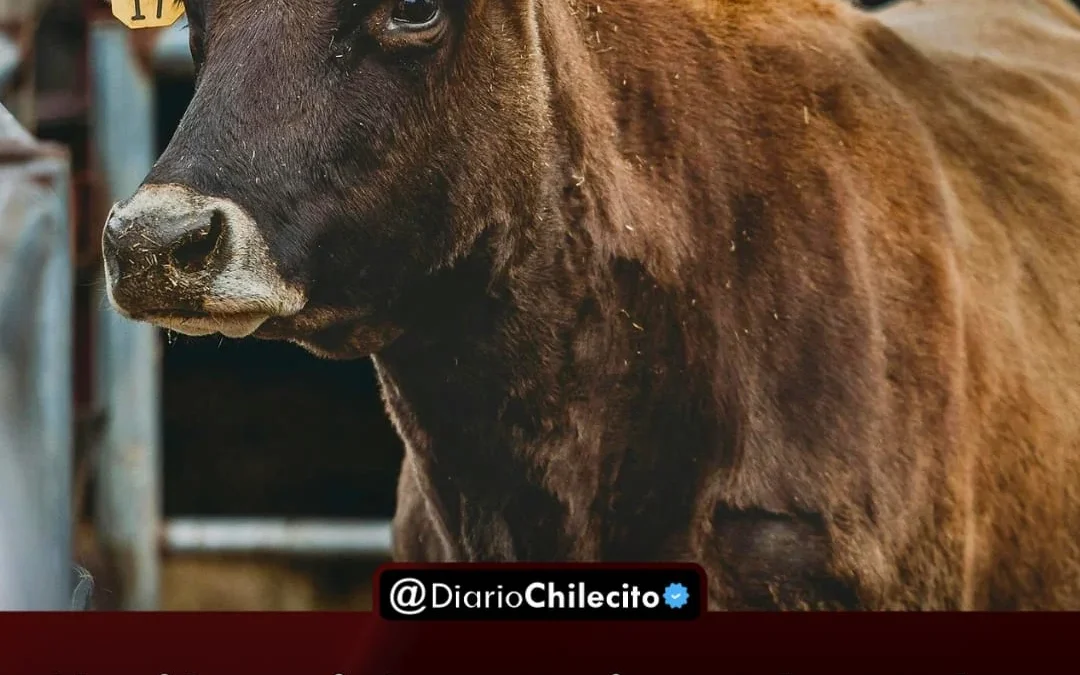 Nación quitó retenciones hasta las elecciones y productores advierten que es «una maniobra electoral que favorece a los grandes del campo»