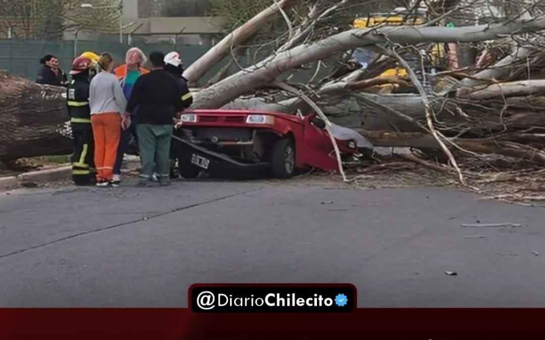 Mendoza: por los fuertes vientos, un hombre murió en la localidad de Maipú luego de que un árbol cayera sobre su auto