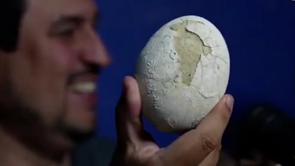 Paleontólogos del CONICET mostraron en stream el hallazgo de un huevo de dinosaurio en casi perfecto estado de conservación