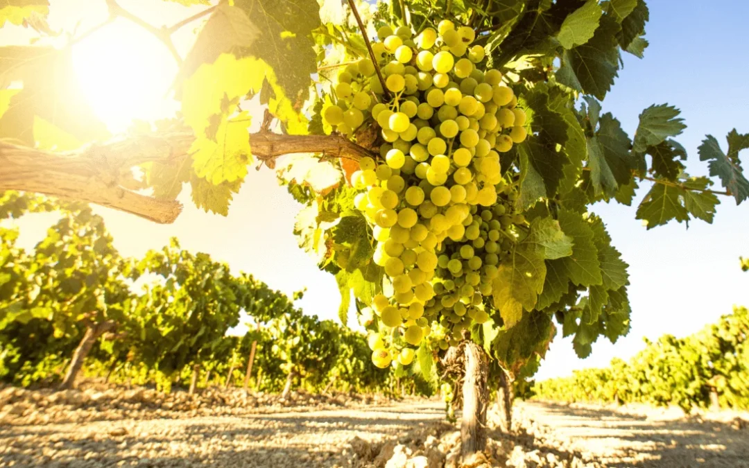 Semana Nacional del Torrontés Riojano: Turismo Municipal organiza actividades y competencia de tragos con el vino emblema