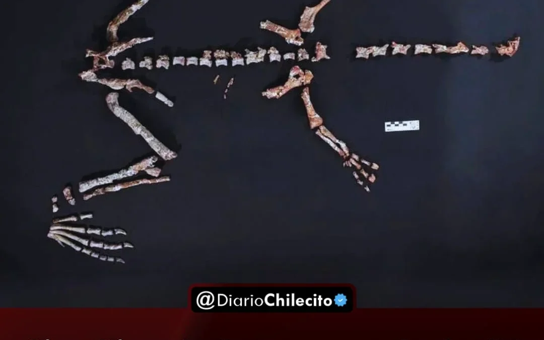 Científicos hallaron cerca de Jagüé los restos de uno de los dinosaurios más antiguos del mundo de 230 millones de años