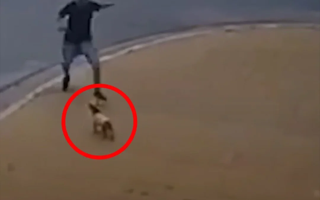 Un hombre fue detenido en Bs As tras ser grabado pateando a un perro en la calle. La Fiscalía lo imputó por maltrato animal.