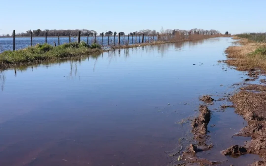 Inundaciones provocaron pérdidas casi totales a productores rurales de la localidad bonaerense de 9 de Julio