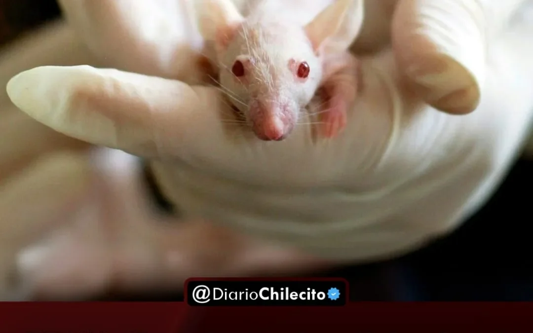 EE.UU.: Trasplante de células logró que ratones vuelvan a producir insulina, abriendo una puerta a quienes viven con diabetes tipo 1