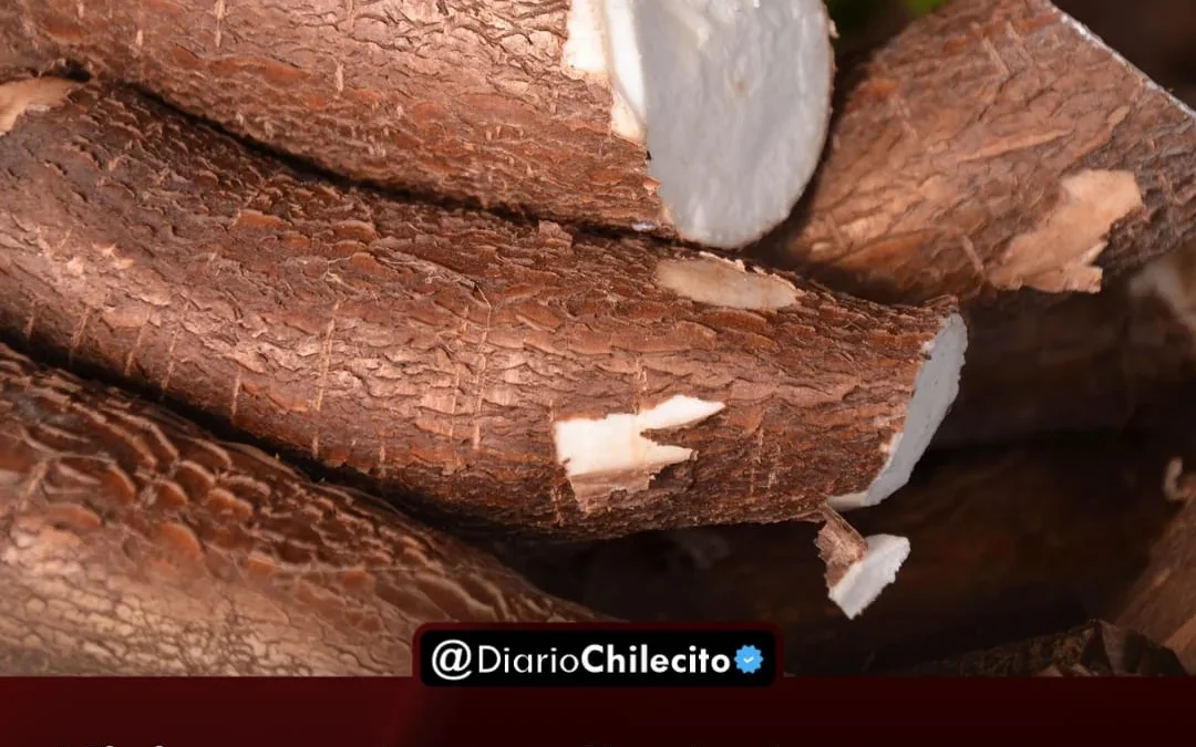 Misiones genera bolsas que se degradan rápido a base de mandioca y marca un avance para reemplazar el plástico de todos los días