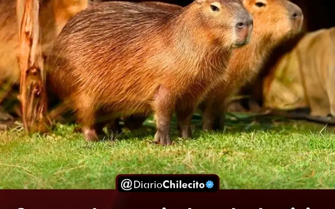 Ganaron los carpinchos: La Justicia ordenó que Nordelta adapte su urbanización al humedal y priorice la vida de los animales