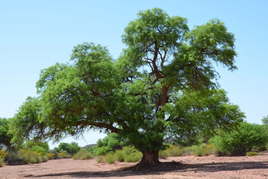 Por la Semana del Algarrobo, la UNdeC y el Municipio, trabajan en la señalización de árboles históricos de Nonogasta