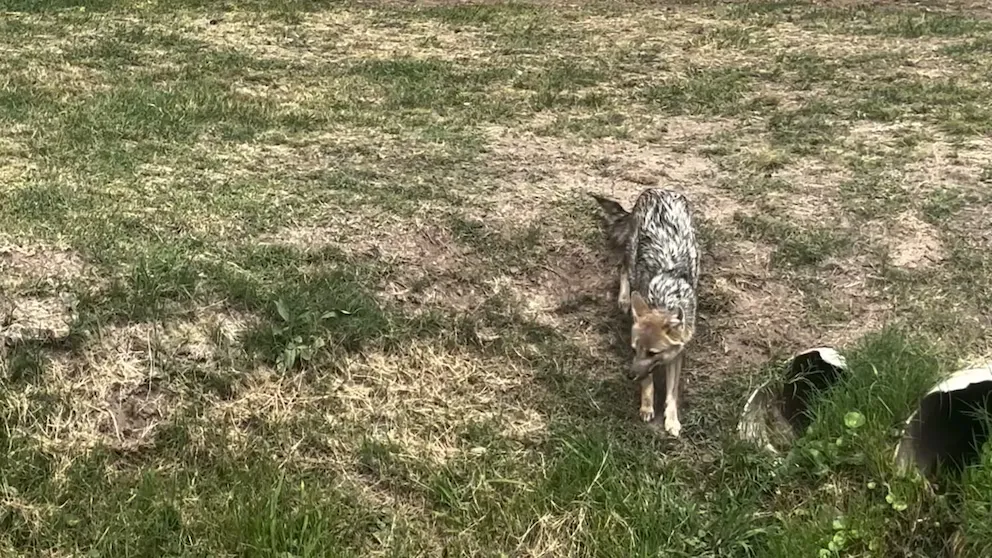 Vecinos de barrios cerrados porteños alertan sobre la presencia y ataques de zorros a mascotas y animales de corral