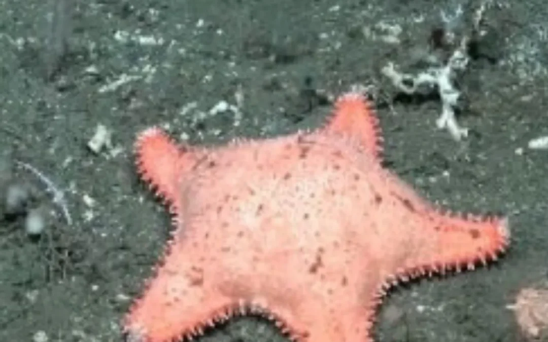 Una nueva estrella se llevó la atención en el stream de Schmidt Ocean junto al Conicet, en la madrugada de este viernes
