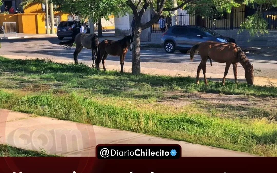Una mujer cayó de su moto en Avenida Cable Carril al intentar esquivar un caballo que estaba suelto en medio de la calle