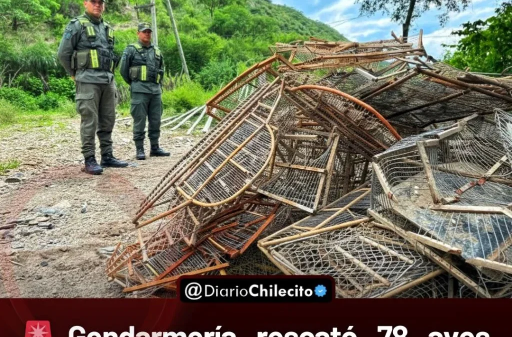Gendarmería rescató 78 aves silvestres en un operativo contra el comercio ilegal en el barrio Sagrada Familia. Una pareja procesada.