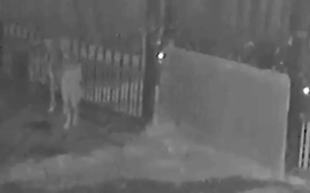 Una familia mendocina quiso vacacionar en Mar del Plata y vivió una pesadilla: fue asaltada y los culpables siguen prófugos