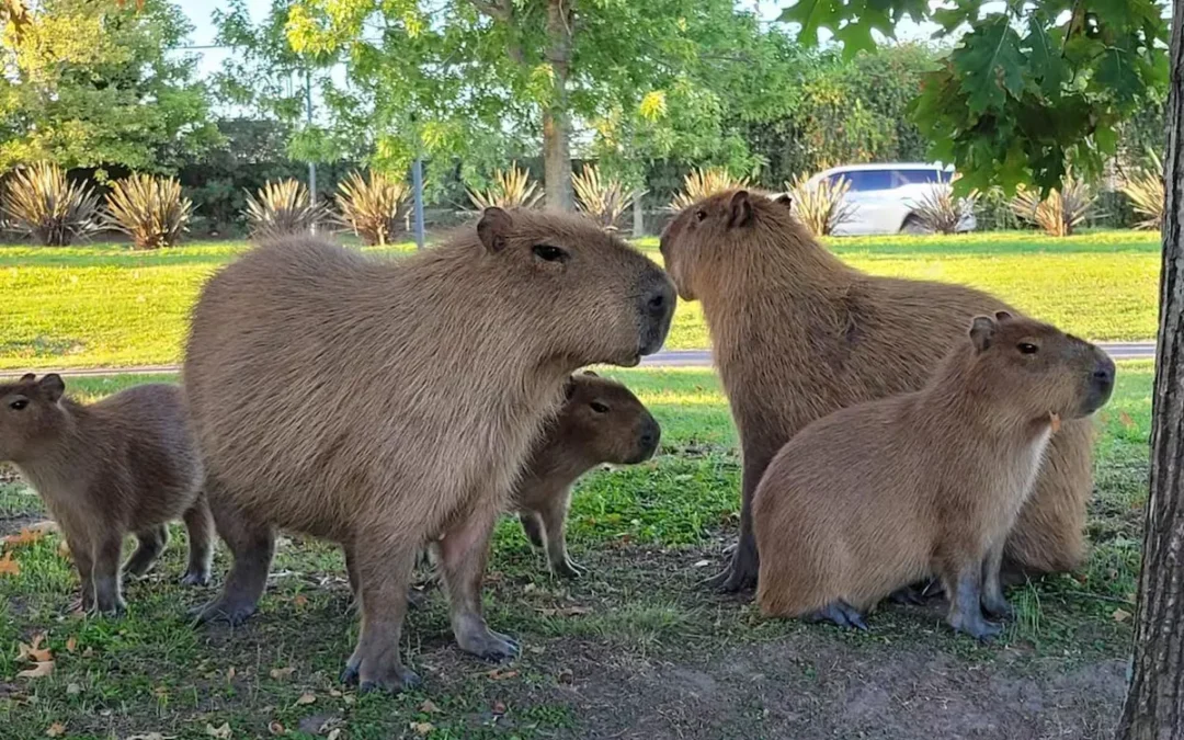 Buenos Aires: Vecina de Nordelta sostuvo que el problema con los carpinchos es de la administración y no de los vecinos