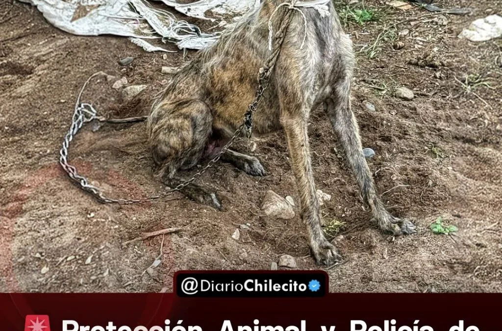 Protección Animal y Policía de Nonogasta verificaron el estado de salud de perros que permanecían atados en una vivienda.