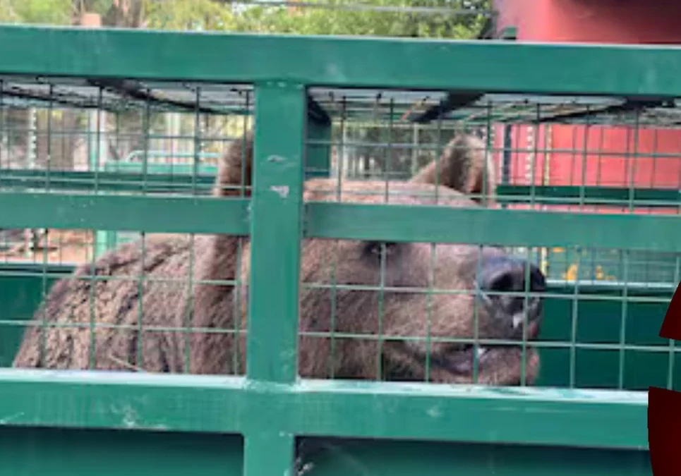 Dos osos y una tigresa del ex zoológico de Luján inician su traslado a santuarios de Europa