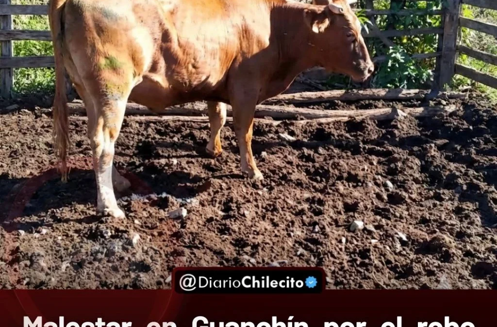 Malestar en Guanchín por el robo reiterado de ganado: un vecino perdió cuatro animales y reclama acciones a la policía.