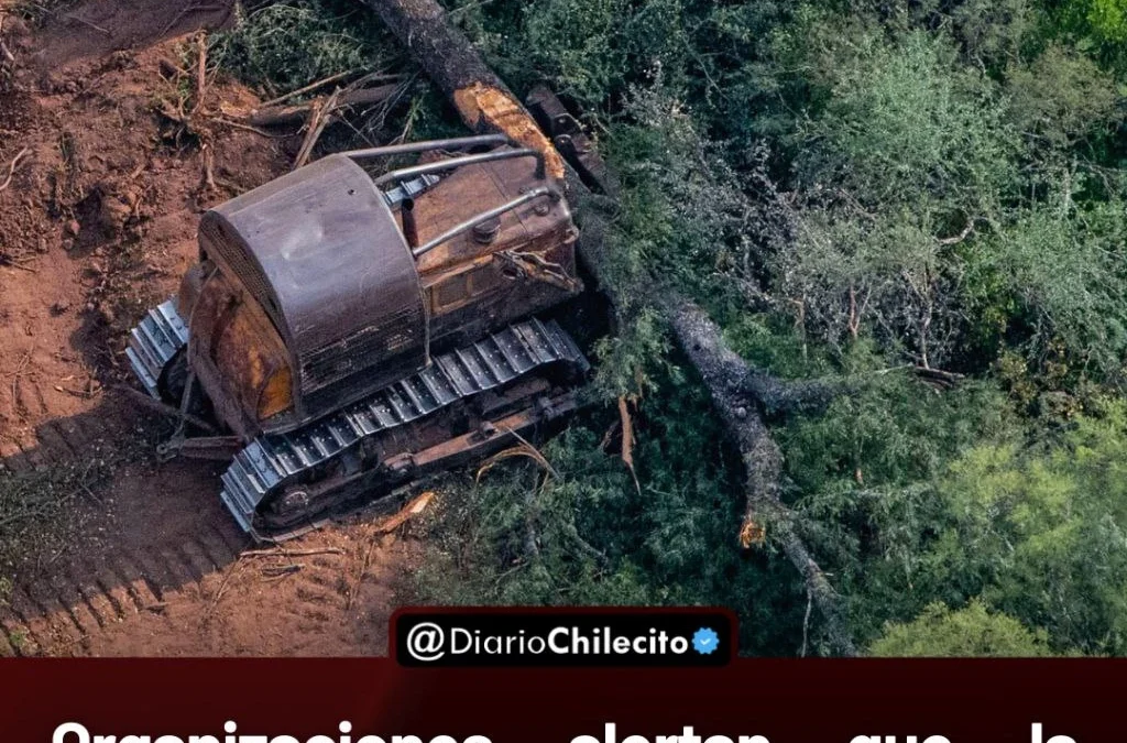 Organizaciones alertan que la pérdida de bosques en el norte alcanzó 210 mil hectáreas durante 2025, 40% mas que en 2024.
