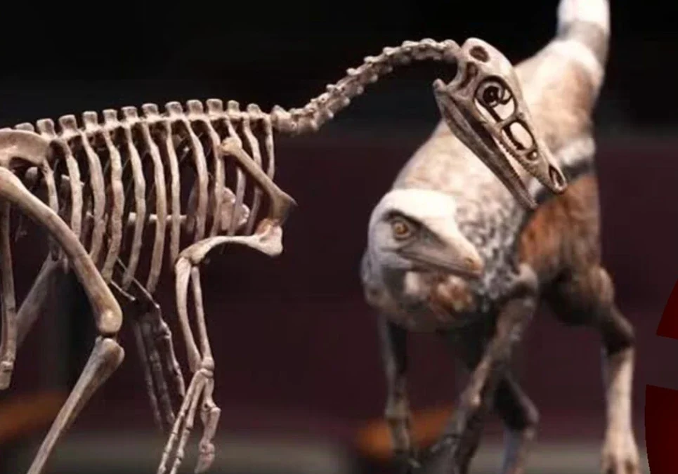 Paleontólogos del CONICET recuperan fósiles de un dinosaurio carnívoro en Río Negro clave para el estudio evolutivo.