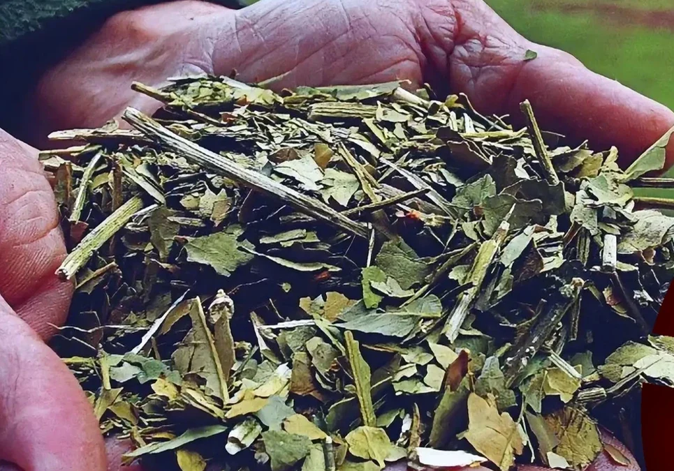 Productores yerbateros advierten que el sector “agoniza” por el derrumbe del precio de la hoja verde: de $240 por kilo a $80 en dos años.
